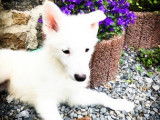 Élégant chiot mâle Berger Blanc Suisse non LOSH attend sa famille