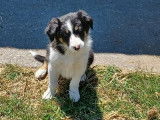 Adorables chiots mâles Borders Collie non LOSH disponibles