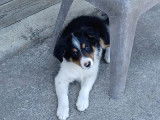 Adorables chiots mâles Borders Collie non LOSH disponibles