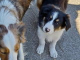 Adorables chiots mâles Borders Collie non LOSH disponibles