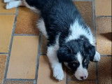 Adorables chiots mâles Borders Collie non LOSH disponibles