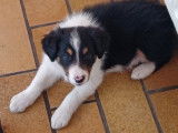 Adorables chiots mâles Borders Collie non LOSH disponibles