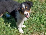 Adorables chiots mâles Borders Collie non LOSH disponibles