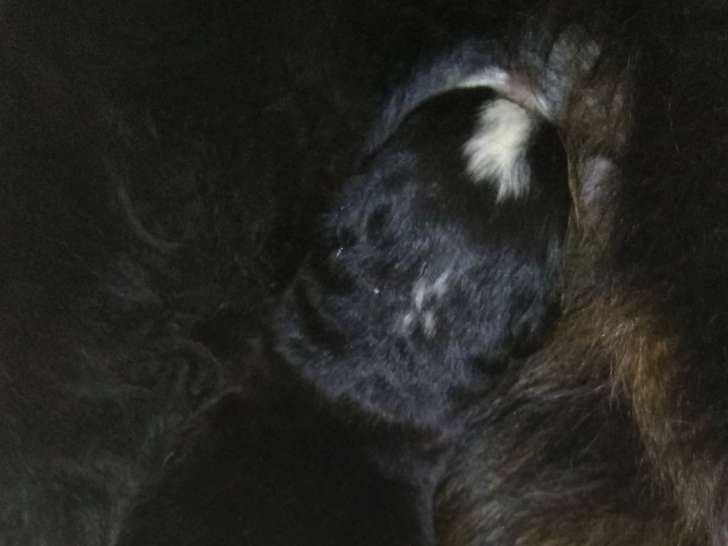 Bébé Bouvier Bernois femelle de gros gabarit à réserver