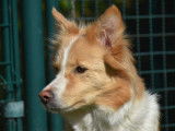 Chiots Border Collie