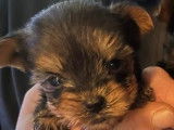 Chiots Yorkshire toys de pure race à vendre