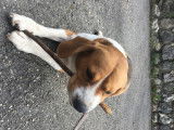 Pixel, Beagle de pure race LOF de 4 ans pour saillie