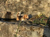 Pixel, Beagle de pure race LOF de 4 ans pour saillie