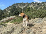 Pixel, Beagle de pure race LOF de 4 ans pour saillie
