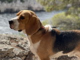 Pixel, Beagle de pure race LOF de 4 ans pour saillie