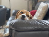 Pixel, Beagle de pure race LOF de 4 ans pour saillie