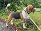 Pixel, Beagle de pure race LOF de 4 ans pour saillie