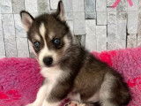 À réserver 7 chiots Huskies de Sibérie non LOF