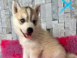 À réserver 7 chiots Huskies de Sibérie non LOF
