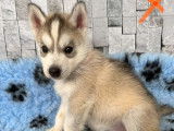 À réserver 7 chiots Huskies de Sibérie non LOF