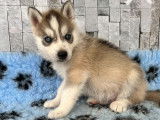 À réserver 7 chiots Huskies de Sibérie non LOF