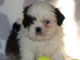 5 chiots Shih Tzus non LOF disponibles &agrave; la r&eacute;servation
