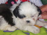 5 chiots Shih Tzus non LOF disponibles &agrave; la r&eacute;servation