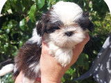 5 chiots Shih Tzus non LOF disponibles &agrave; la r&eacute;servation