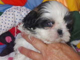 5 chiots Shih Tzus non LOF disponibles &agrave; la r&eacute;servation