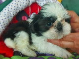 5 chiots Shih Tzus non LOF disponibles &agrave; la r&eacute;servation