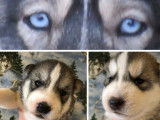 5 chiots Huskies Sibériens LOF à réserver bicolores