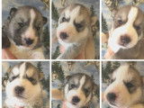 5 chiots Huskies Sibériens LOF à réserver bicolores