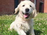 Un chiot mâle Golden Retriever blanc LOF disponible à la vente