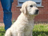 Un chiot mâle Golden Retriever blanc LOF disponible à la vente