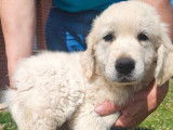 Un chiot mâle Golden Retriever blanc LOF disponible à la vente