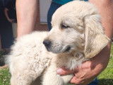Un chiot mâle Golden Retriever blanc LOF disponible à la vente