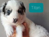 6 chiots Border Collies non LOF à réserver
