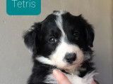 6 chiots Border Collies non LOF à réserver
