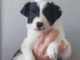 6 chiots Border Collies non LOF à réserver