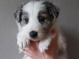 5 chiots Border Collies disponibles &agrave; la r&eacute;servation (non LOF)