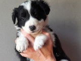 5 chiots Border Collies disponibles &agrave; la r&eacute;servation (non LOF)