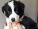 5 chiots Border Collies disponibles &agrave; la r&eacute;servation (non LOF)