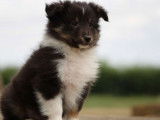 Un chiot Berger des Shetland mâle LOF tricolore pour réservation