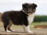 Un chiot Berger des Shetland mâle LOF tricolore pour réservation