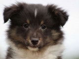 Un chiot Berger des Shetland mâle LOF tricolore pour réservation