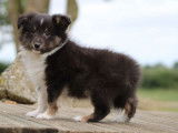 Un chiot Berger des Shetland mâle LOF tricolore pour réservation
