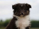 Un chiot Berger des Shetland mâle LOF tricolore pour réservation