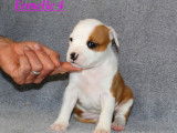 &Agrave; r&eacute;server 5 chiots American Staffordshire Terriers LOF