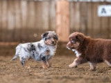 2 chiots Bergers Australiens femelles non LOF &agrave; la r&eacute;servation