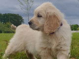 3 chiots Golden Retrievers m&acirc;les LOF disponibles &agrave; l&rsquo;achat