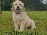 3 chiots Golden Retrievers m&acirc;les LOF disponibles &agrave; l&rsquo;achat