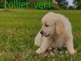3 chiots Golden Retrievers m&acirc;les LOF disponibles &agrave; l&rsquo;achat