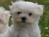 Un chiot mâle Bichon Maltais non LOF blanc à acheter
