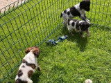À acheter chiots Épagneuls Bretons mâles tricolores non LOF