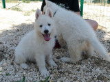 &Agrave; vendre : 2 chiots Bergers Blancs Suisses LOF, 1 m&acirc;le, 1 femelle